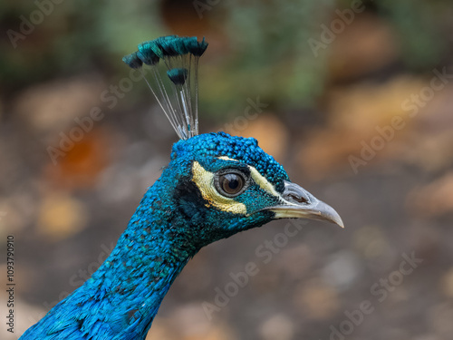 Detail of the head of a male peacock.
 photo