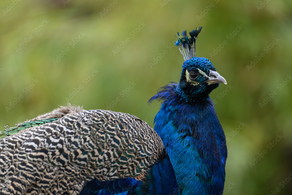 Detail of the head of a male peacock.
Detail of the head of a male peacock.