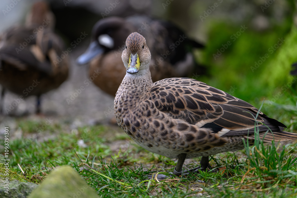 Brown duck outdoors on the grass.
Brown duck outdoors on the grass.