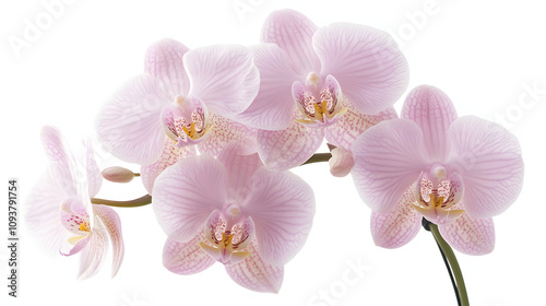 A macro shot of a delicate orchid with soft pink petals and intricate patterns.