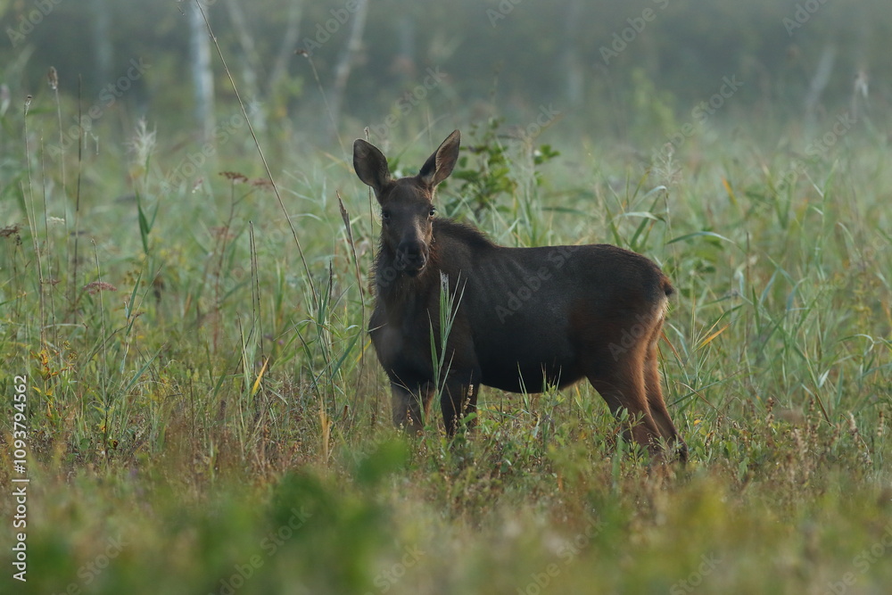 Fototapeta premium Łoś (Alces alces) moose 
