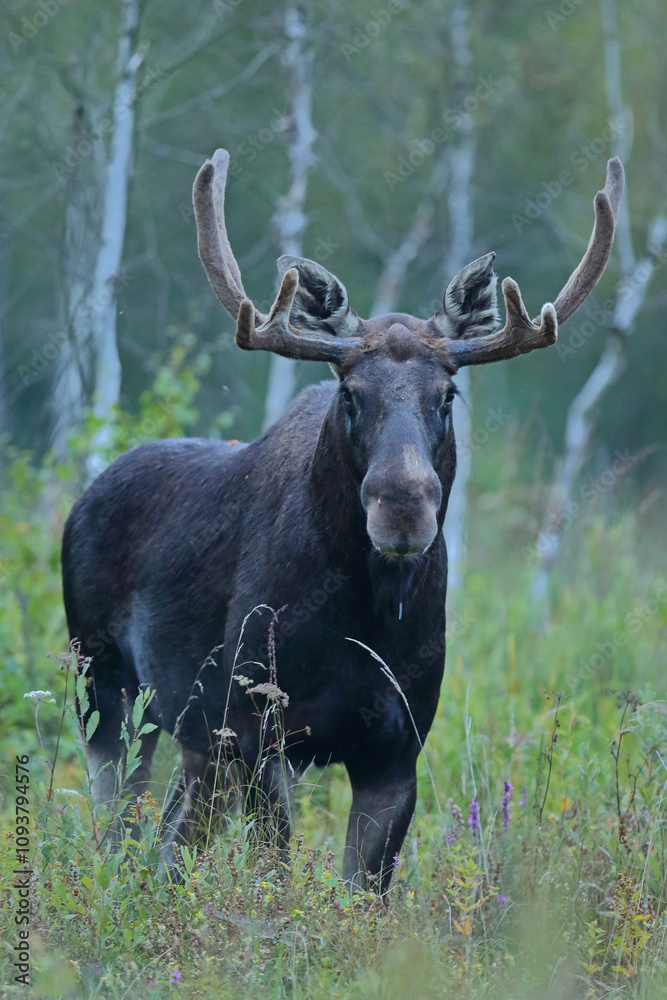 Łoś (Alces alces) moose