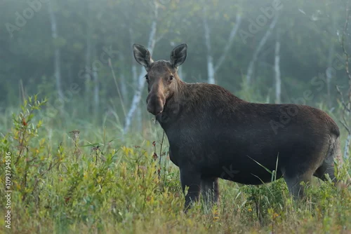 Obraz  Łoś (Alces alces) moose
