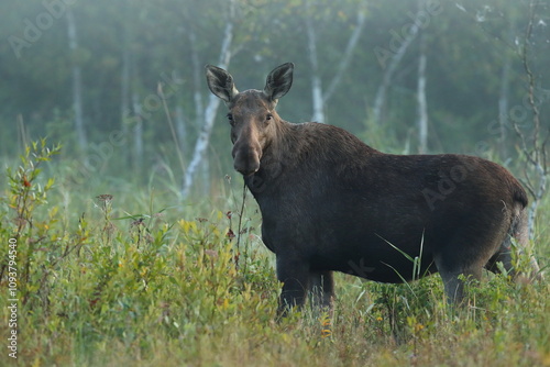 Fototapeta Naklejka Na Ścianę i Meble -   Łoś (Alces alces) moose

