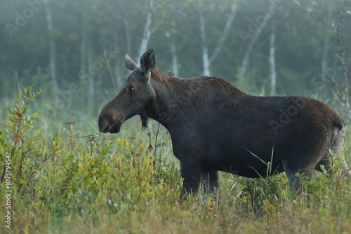 Fototapeta Naklejka Na Ścianę i Meble -   Łoś (Alces alces) moose

