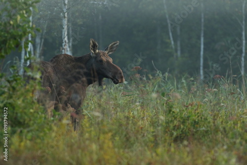 Fototapeta Naklejka Na Ścianę i Meble -   Łoś (Alces alces) moose
