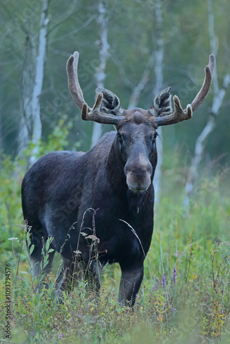 Obraz na płótnie Łoś (Alces alces) moose
w salonie