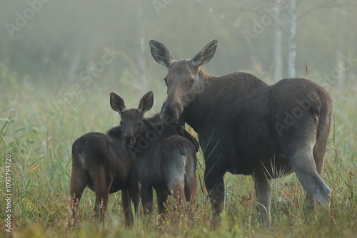 Fototapeta Naklejka Na Ścianę i Meble -   Łoś (Alces alces) moose
