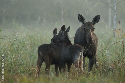 Fototapeta Naklejka Na Ścianę i Meble -   Łoś (Alces alces) moose
