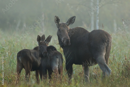 Fototapeta Naklejka Na Ścianę i Meble -   Łoś (Alces alces) moose
