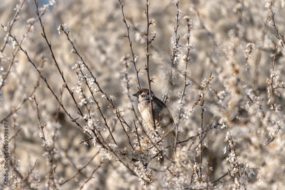 Sparrow on a flowering bush Sparrow on a flowering bush
