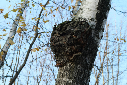 Chaga birch mushroom or Inonotus obliquus growing on trunk of tree. Fungus, Sterile conk trunk rot of birch. Charcoal-like mass. Dried chaga slowing aging process, lowering cholesterol. photo