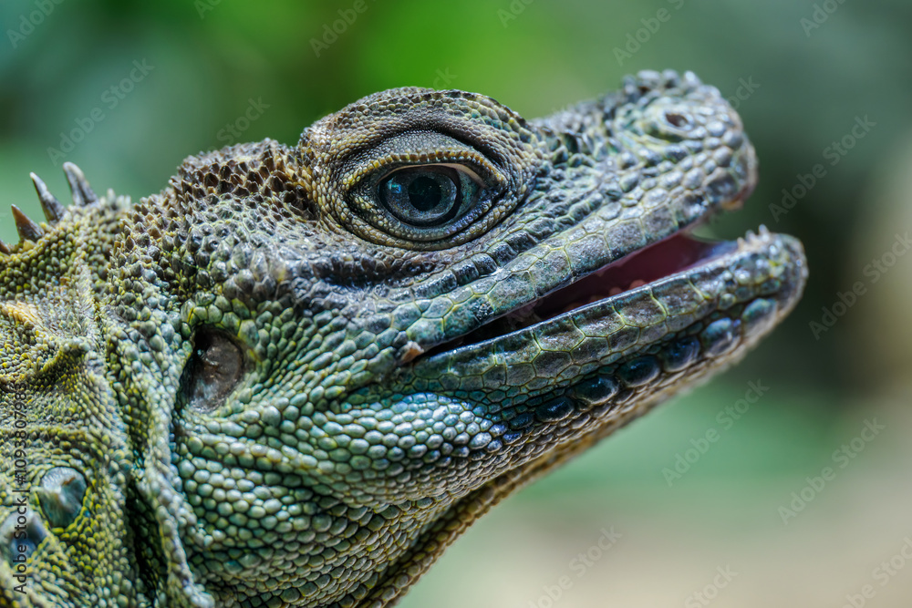 Fototapeta premium Weber's Agama in head detail.