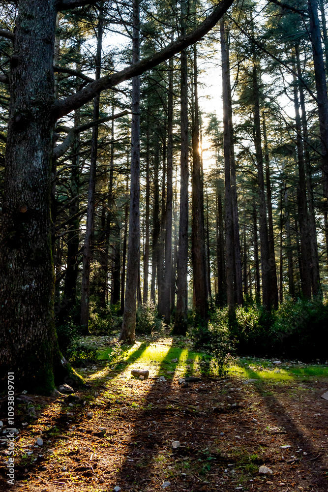 Fototapeta premium La foret de cèdres en Vaucluse