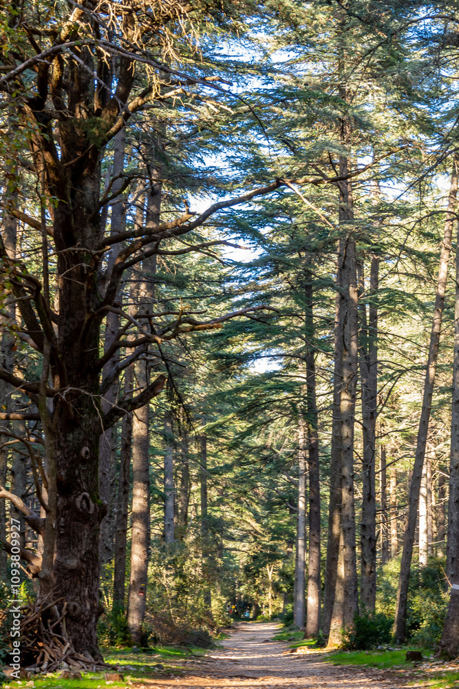Fototapeta premium La foret de cèdres en Vaucluse