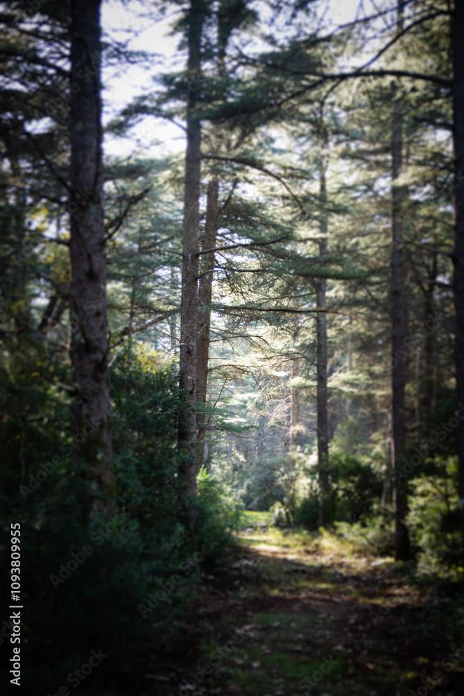 Naklejka premium La foret de cèdres en Vaucluse