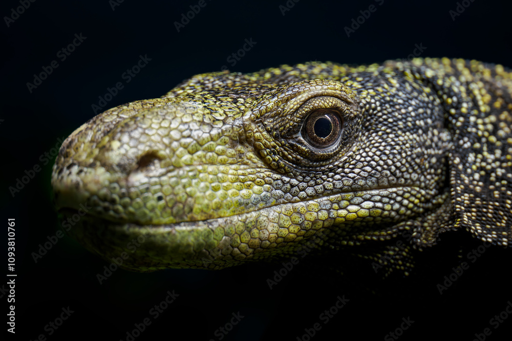 Fototapeta premium Papuan monitor lizard in head detail.