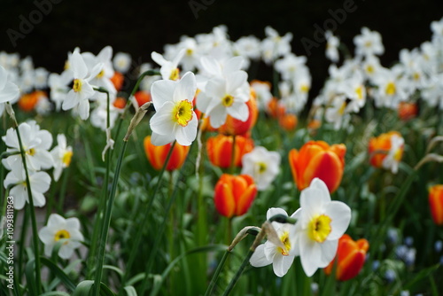 flowers in the garden