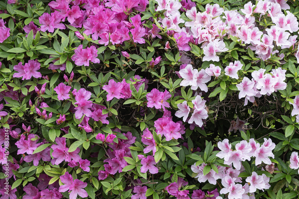 満開のツツジ(躑躅)。
Azaleas in full bloom. 満開のツツジ(躑躅)。
Azaleas in full bloom.