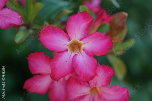 close up of a pink flower