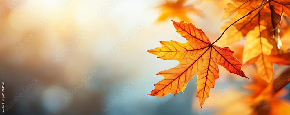 Vibrant autumn leaves under intense sunlight, deep shadows creating dynamic contrasts, autumn sunlight, seasonal splendor Vibrant autumn leaves under intense sunlight, deep shadows creating dynamic contrasts, autumn sunlight, seasonal splendor