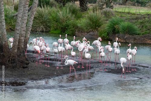 A flamboyance of pink flamingos walking around on land and water. photo