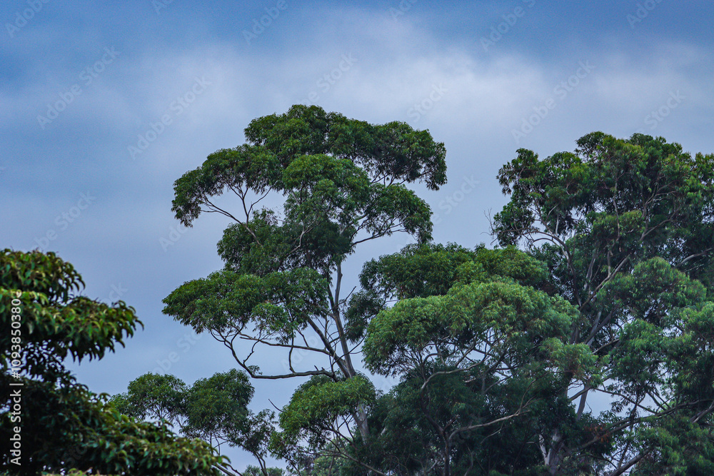 Fototapeta premium tree canopy amongst the clouds