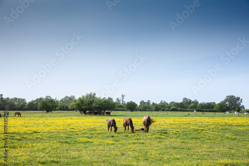 Horses graze peacefully on a pasture in Zasavica, Vojvodina, Serbia eating and grazing grass in a traditional rural farm landscape. Equidae are a symbol of countryside animals. photo