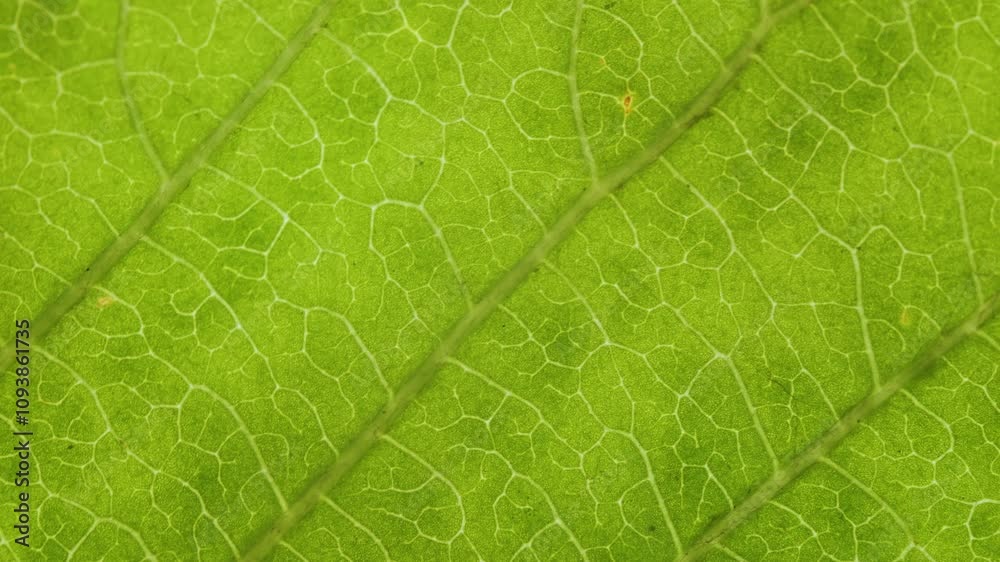 Cell Structure View of Leaf Surface Showing Plant Cells For Education. Green Leaves of Plant or Tree With Texture and Pattern Close Up. Closeup Green Leaf Texture Organic Plant and Leaf's Vein Nature. Cell Structure View of Leaf Surface Showing Plant Cells For Education. Green Leaves of Plant or Tree With Texture and Pattern Close Up. Closeup Green Leaf Texture Organic Plant and Leaf's Vein Nature.