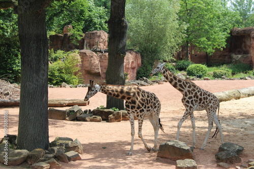 giraffe in the zoo photo