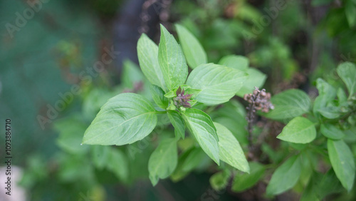 Close up of basil plant in the garden,Thai herb.