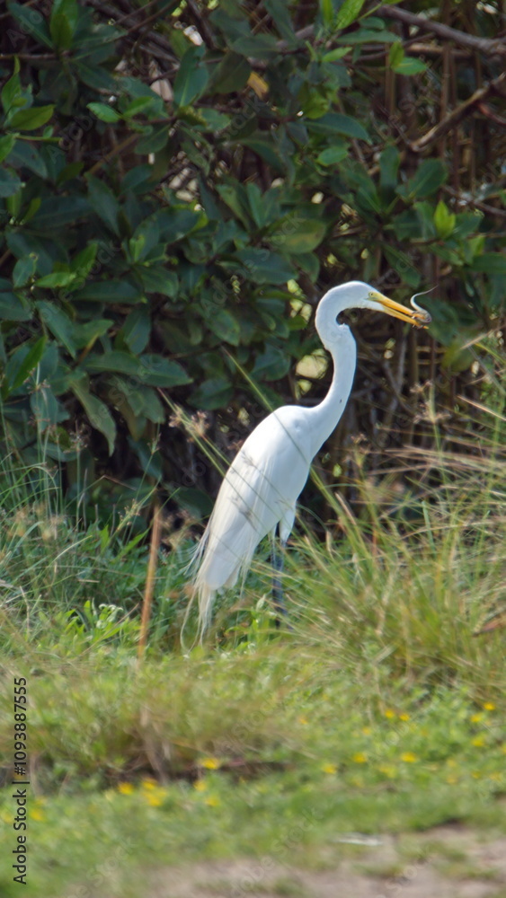 Fototapeta premium Great egret (Ardea alba) eating a lizard in a park by the beach, in Canoa, Ecuador