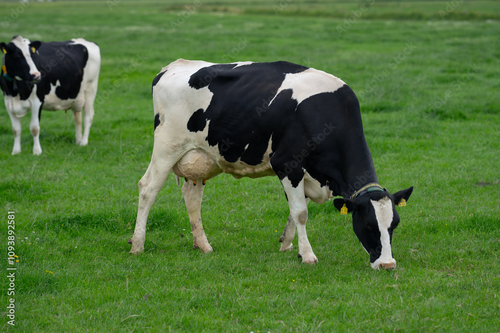Holstein cows at pasture. Mature cow. Cows on a meadow. Black and white cow on green meadow. Cow Farm with dairy cattle on field in countryside farm. Cow herd at field. Holstein cows at pasture. Mature cow. Cows on a meadow. Black and white cow on green meadow. Cow Farm with dairy cattle on field in countryside farm. Cow herd at field.