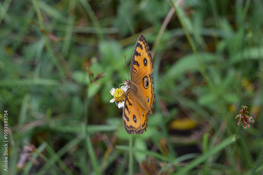 Butterfly, Close-up view of a butterfly with beautiful wings