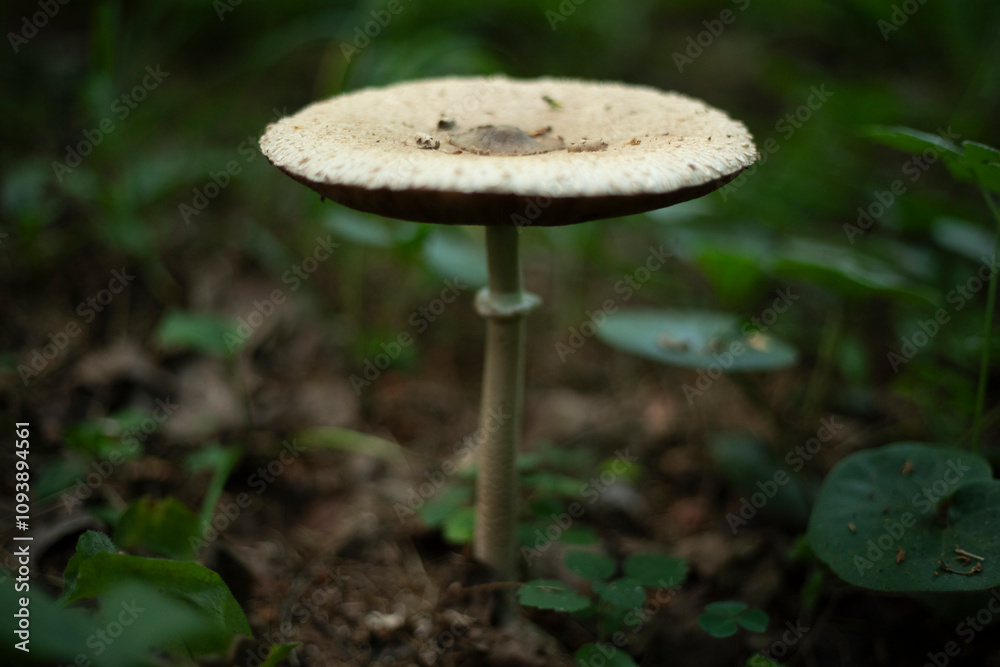 Pale grebe. A poisonous mushroom. White Fly Mushroom. Pale grebe. A poisonous mushroom. White Fly Mushroom.