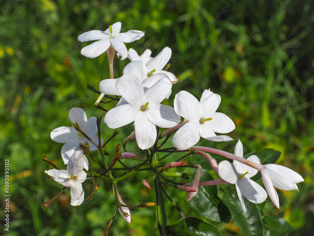 Pink Jasmine or Jasminum polyanthum flowers and buds, close up. Popular vine shrub is evergreen, many-flowered, twining, climber plant in the olive family Oleaceae with white, fragrant, fresh blossoms Pink Jasmine or Jasminum polyanthum flowers and buds, close up. Popular vine shrub is evergreen, many-flowered, twining, climber plant in the olive family Oleaceae with white, fragrant, fresh blossoms