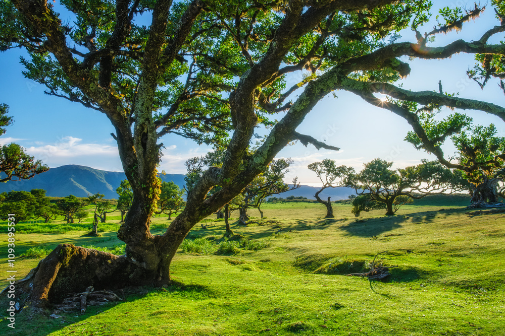 Centuries-old til trees in fantastic magical idyllic Fanal Laurisilva forest on sunset. Madeira island, Portugal Centuries-old til trees in fantastic magical idyllic Fanal Laurisilva forest on sunset. Madeira island, Portugal