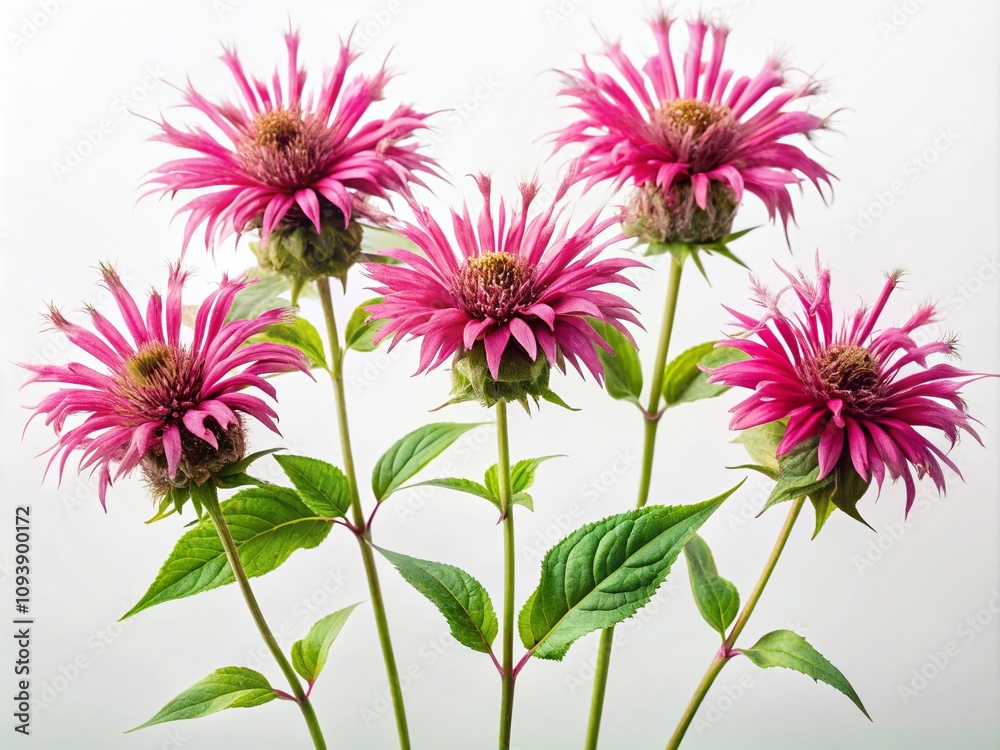 Hand-Drawn Monarda Didyma Flower Collection in Minimalist Style on White Background for Botanical Art Lovers and Nature Enthusiasts