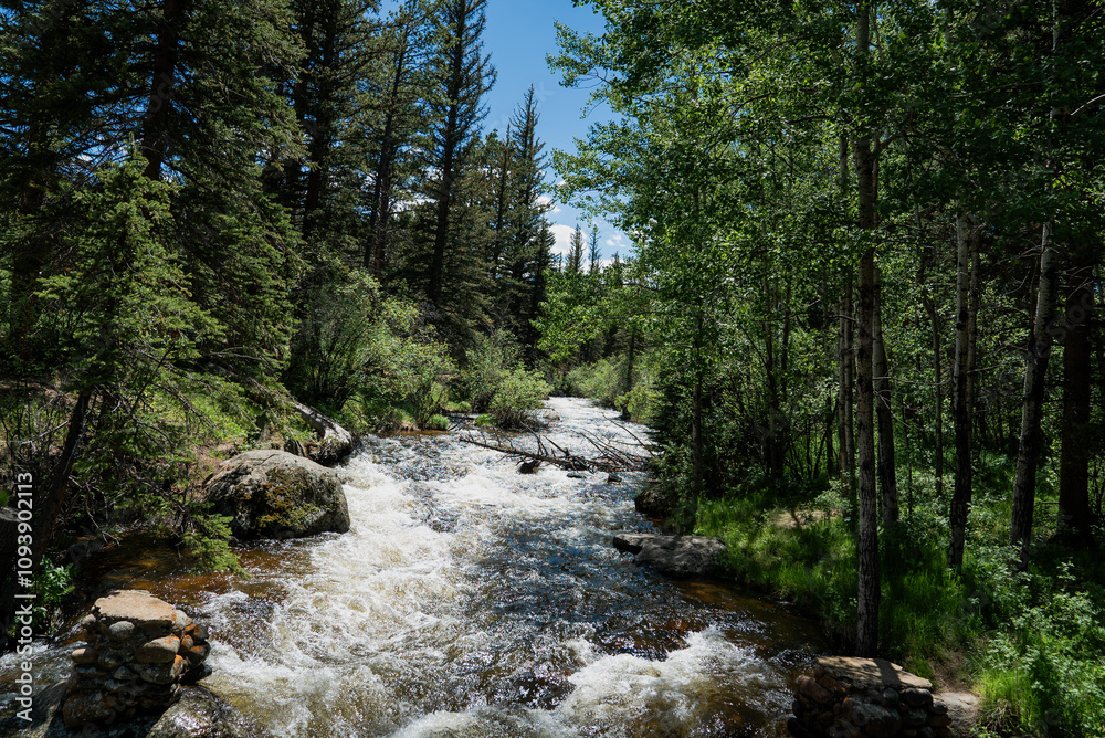 River in a green forest River in a green forest
