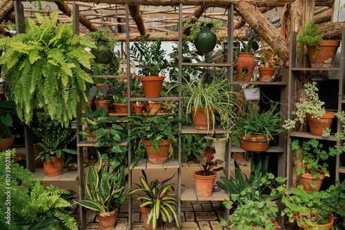 Plants in vases