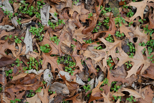 Autumn Fallen Leaves