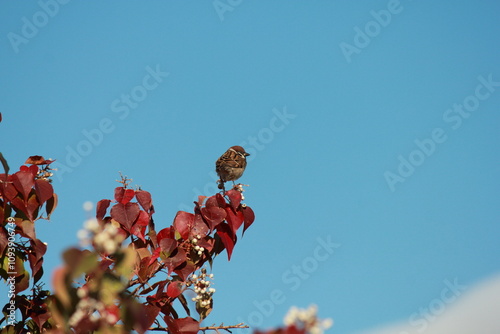 寒そうなスズメ - 紅葉の秋 photo