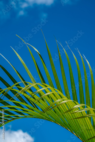 Palm frond