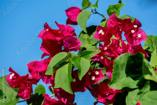 Bougainvillea plant