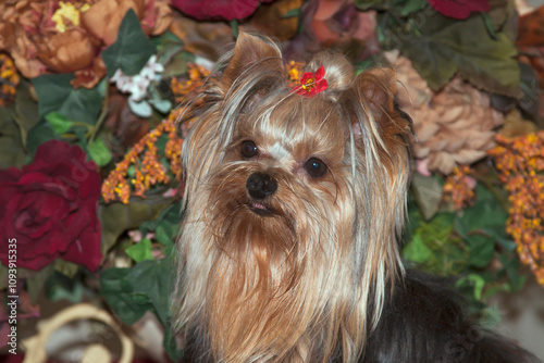 Yorkshire Terrier portrait photo