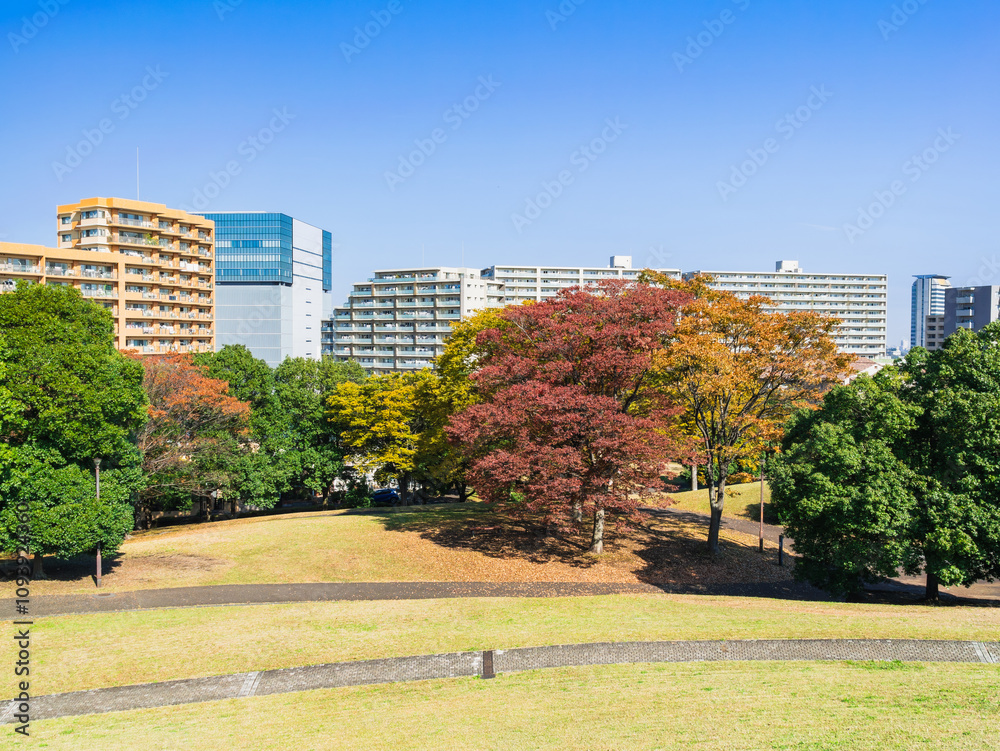 郊外の住宅地 紅葉の公園