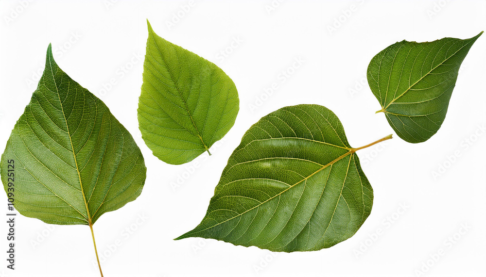 Fototapeta premium Blätter Hintergrund weiß isoliert sommer