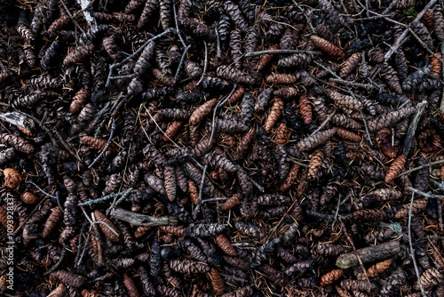 Evergreen tree cones on the ground, over head shot with moody aesthetic