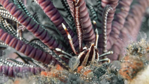 A small striped crab with long claws sits on a sea lily. Feather star squat lobster (Allogalathea elegans) 2 cm ID: longitudinal dark stripe down the carapace. photo