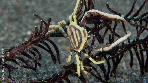 A small crab with long claws sits on a sea lily. Hexagon crinoid crab (Harrovia albolineata) 1,5 cm. ID: white, brown submarginal border, brown stripes on claw arms. photo